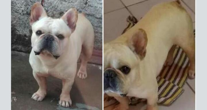 FUGIU: Família procura por cachorro e oferece recompensa a quem ajudar a encontrá-lo