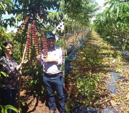 Município realiza Dia de Campo sobre café clonal