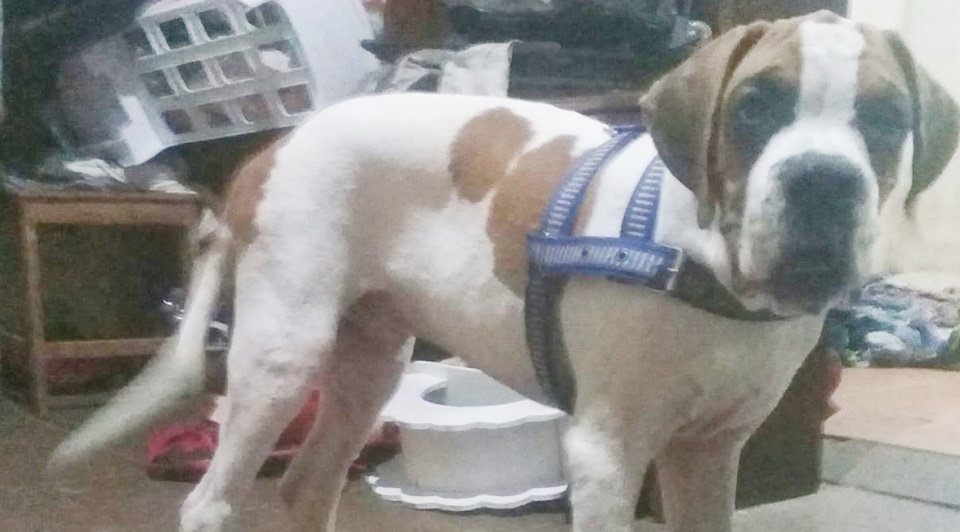 DESAPARECEU: Donos procuram por cachorro da raça Boxer que sumiu