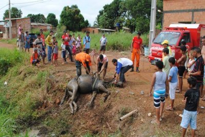 Bombeiros regatam égua que ficou mais de 24h presa em vala na capital
