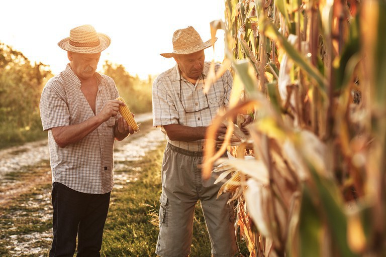 GARANTIA-SAFRA: Pagamento é autorizado para mais de 44 mil agricultores