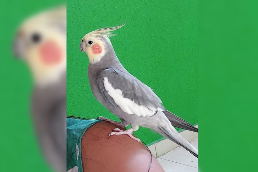 ENCONTRADA: Após reportagem, calopsita Kalua volta para casa