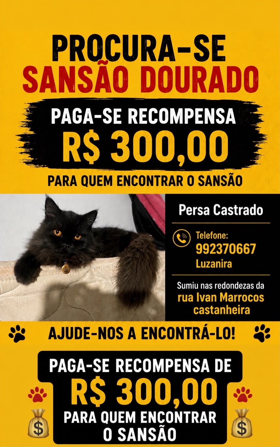 SANSÃO DOURADO: Gato de vereador desaparece no bairro Castanheira; há recompensa de R$ 300