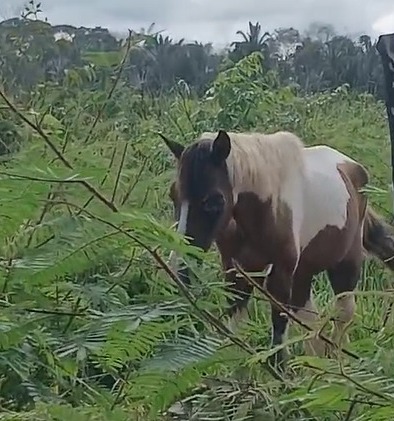 CRUELDADE: Cavalo é deixado para morrer no Orgulho do Madeira