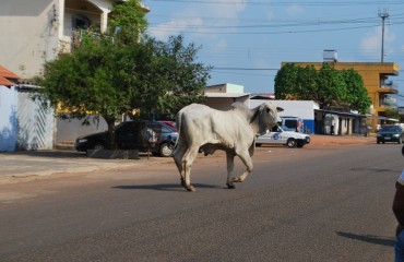 INDOMÀVEL – Boi foge de balsa e causa estragos no Centro de Porto Velho - Vídeo e Fotos