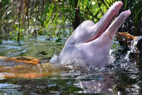 Como a luta para salvar botos revelou cadeia de contaminação e doenças na Amazônia