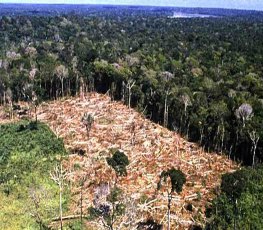 Como impulsionar uma economia de floresta em pé na Amazônia, por Carlos Nobre