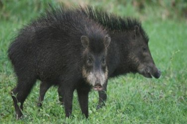 Porcos do mato podem ter matado idoso na zona rural 