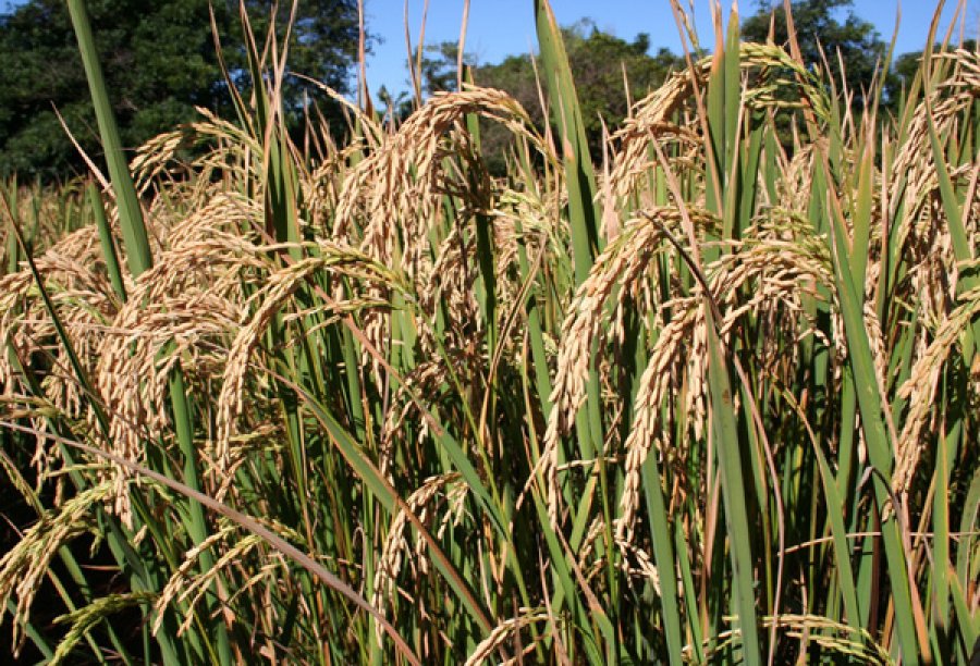 REFUGIADOS: Leilão destinará cerca de mil toneladas de arroz para doação