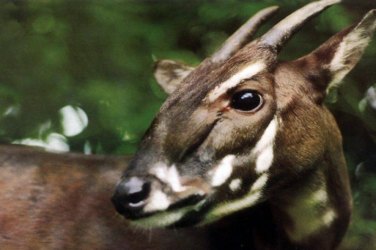 O último unicórnio: biólogos buscam uma das criaturas mais raras da Terra