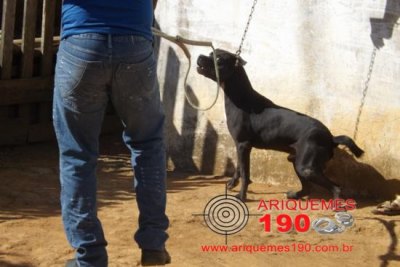 ARIQUEMES -  Pitt Bull foge de quintal e ataca criança de 5 anos