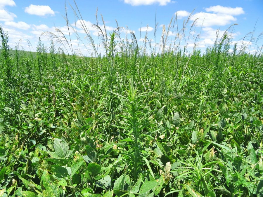 PERDAS: Resistência de plantas daninhas a herbicidas preocupa agricultores