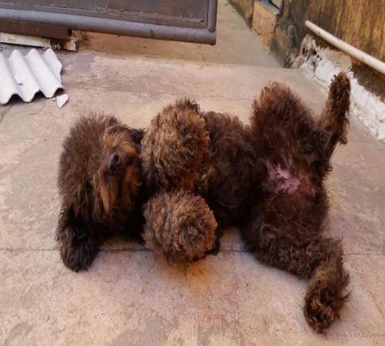 Cadela da raça Poodle é encontrada
