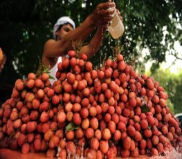 Milhares de crianças morreram na Índia após comer lichia