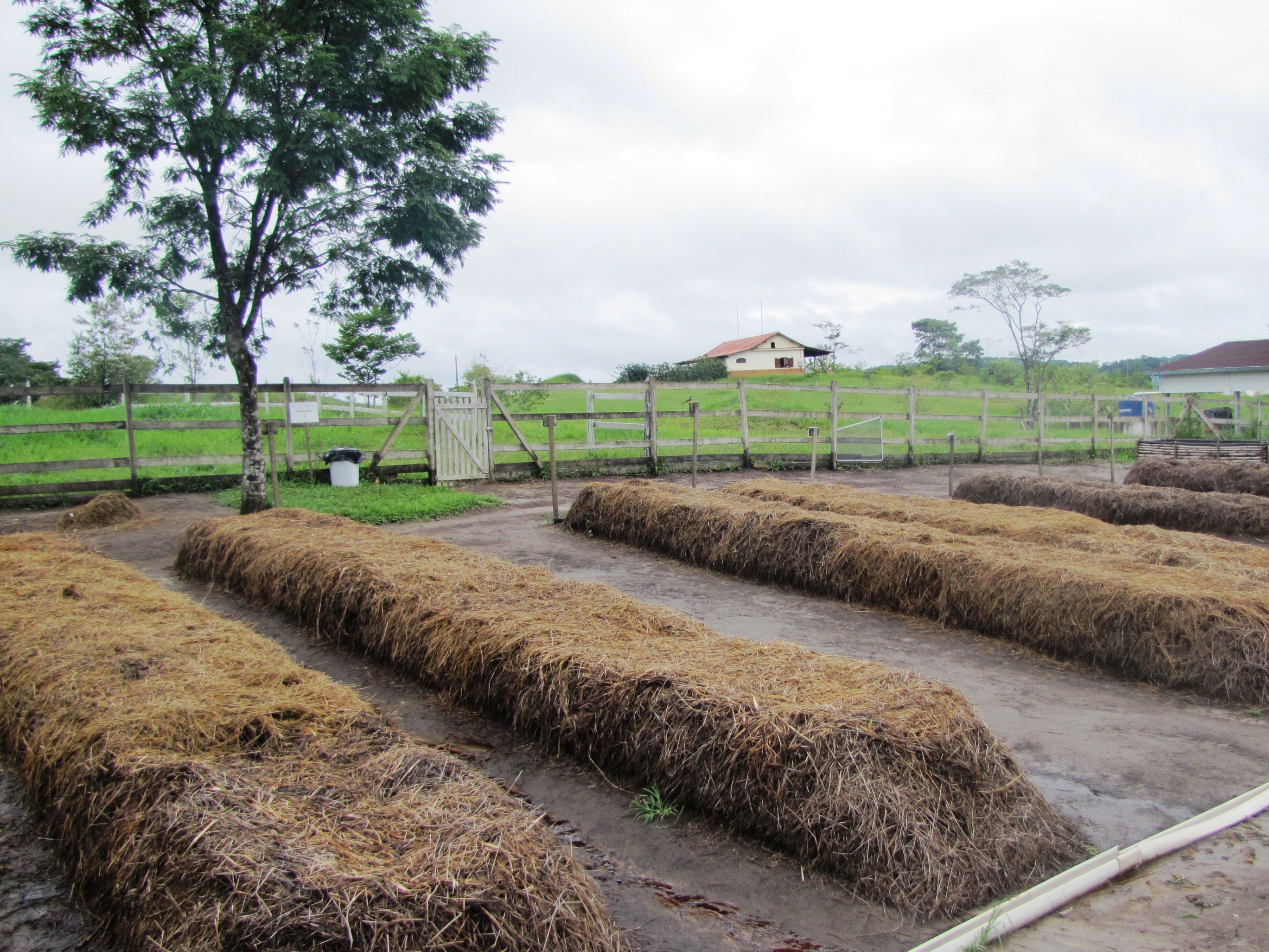 ORGÂNICOS: Curso a distância da Embrapa ensina como fazer compostagem