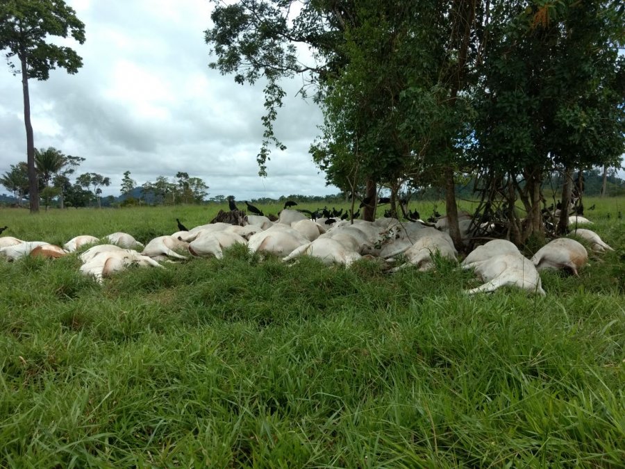 Pecuarista tem prejuízo de R$ 130 mil com mortes de gado provocada por raio