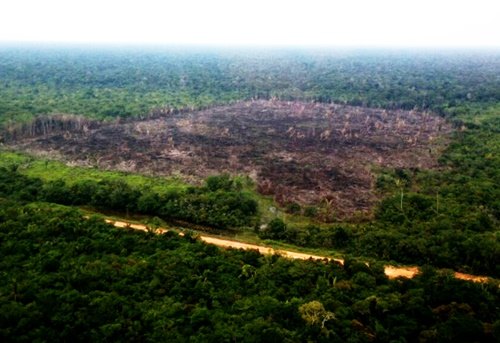 Ibama embarga 2 mil hectares ao longo da BR-319