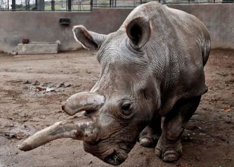 Rinoceronte branco morre em zoo dos EUA; agora só restam três no mundo