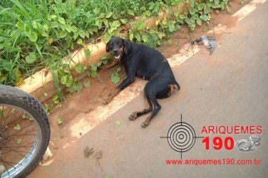 Cachorro causa acidente de trânsito