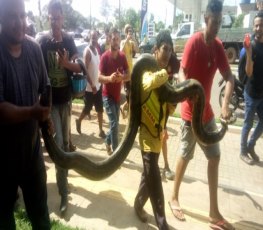 SUSTO: Cobra 'gigante' é encontrada no Skate Parque, no Cuniã