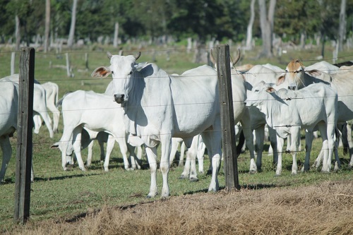 SANIDADE ANIMAL: Idaron monitora e quer ação de produtores rurais no controle da raiva