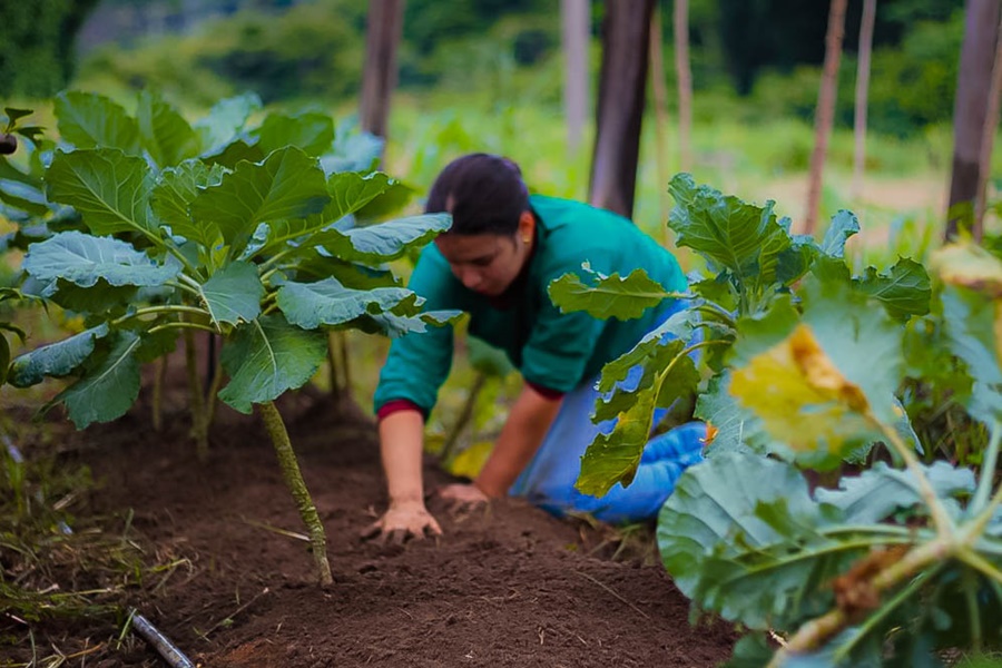 PLANO SAFRA: Deputada destaca compromisso do governo federal com o setor agropecuário