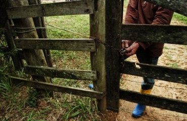 CACAULÂNDIA - Furto de gado em propriedade no município 