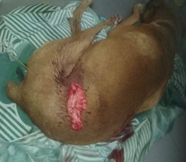 Homem ataca cachorro a facada após pais negarem dinheiro para comprar bebida 