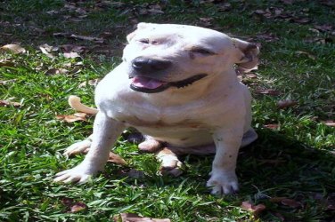 Família procura pit-bull doente que desapareceu na capital