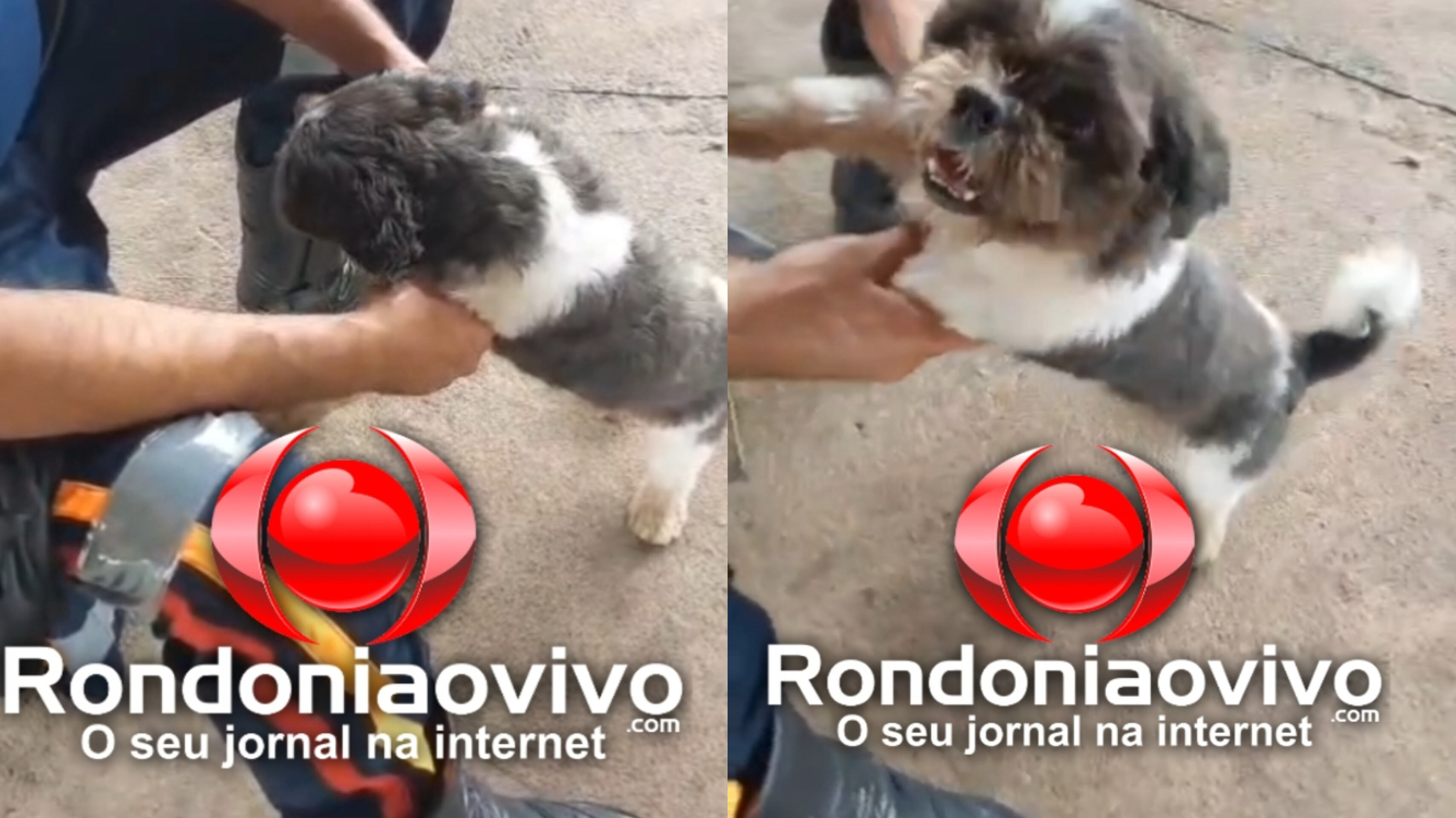 VÍDEO: Cachorro perdido é resgatado por servidores do SAMU e tutores são procurados