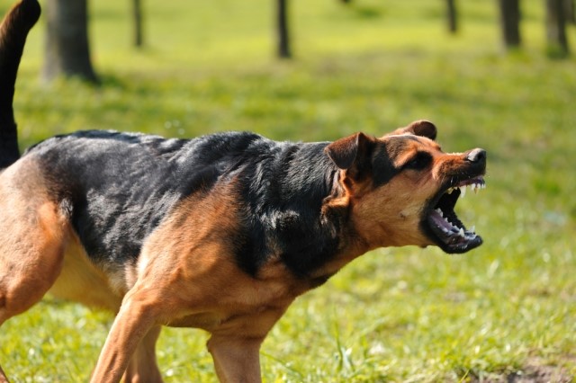 LATIDOS: Cachorro acoa e suspeito que invadiu residência acaba se dando mal