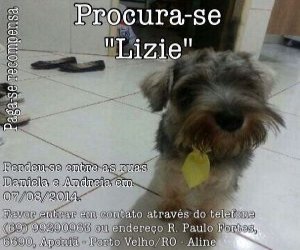 RECOMPENSA - Procura-se cachorro 