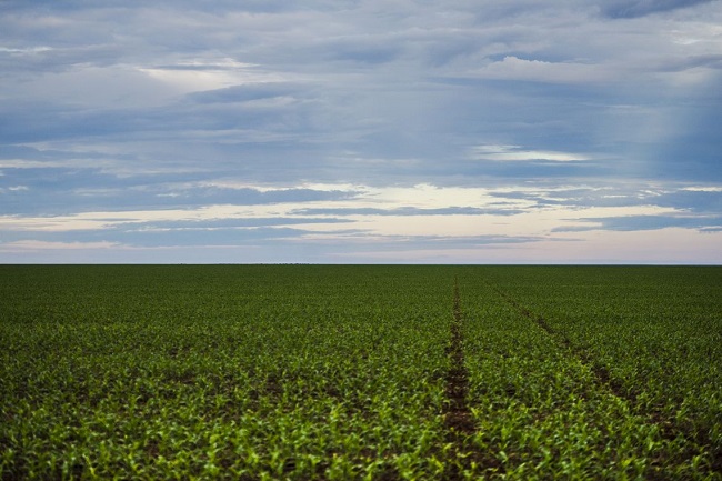 AGROTÓXICOS: Marco regulatório que prevê alterações é publicado no Diário Oficial da União