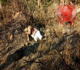 Roubo em balneário e troca de tiros com a PM acaba com um morto