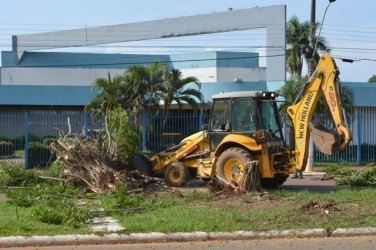 EXTRAÇÃO - Árvores que prejudicavam galerias são retiradas pela prefeitura - FOTOS e VÍDEO