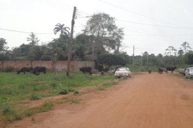 Pecuarista cria gado leiteiro sem nenhum problema na zona urbana