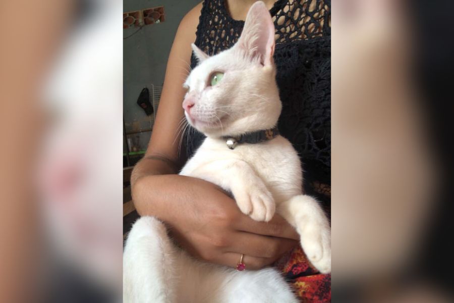 MIAU: Tutora procura por gatinho ‘Timão’ desaparecido no Cidade Nova