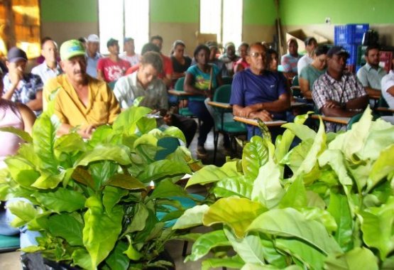 Produtores recebem mudas de café clonal para a revitalização da lavoura 