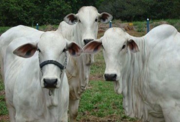 Empresa russa mostra na Rondônia Rural Show pecuária o uso de ‘drones’