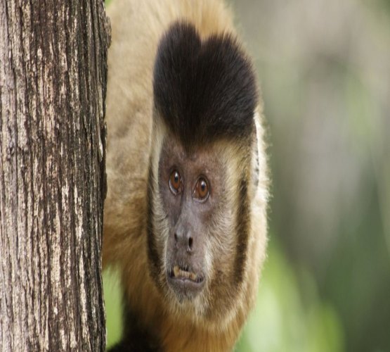 Após surto de febre amarela, macacos são mortos pela população