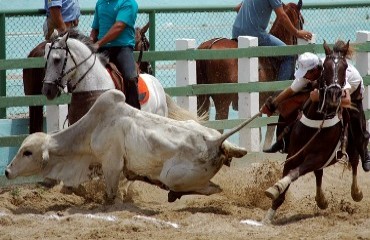 VALEU O BOI - Etapa do Circuito Rondoniense de Vaquejada neste domingo em Candeias