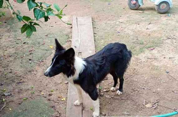 AU AU: Tutora procura por border collie desaparecida em Porto Velho