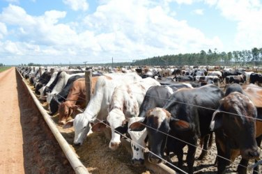 Rondônia está apto a exportar carne in natura para os Estados Unidos