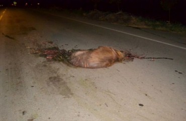 Capivara morta na pista causa grave acidente na BR 364 - Fotos