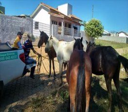 Centro de Zoonoses apreende cavalos soltos em vias públicas