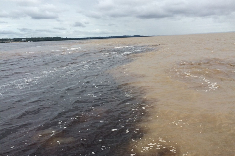 PIRARUCU: A ameaça silenciosa das espécies exóticas na Amazônia