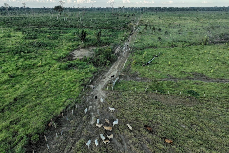 STF VAI JULGAR: Lei de Rondônia que perdoa crimes dentro da Reserva Extrativista de Jaci-Paraná