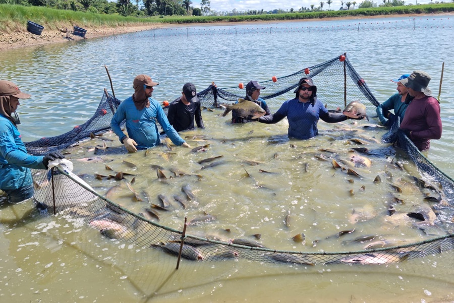 RONDÔNIA: Tambaqui de cultivo é livre de contaminação de mercúrio