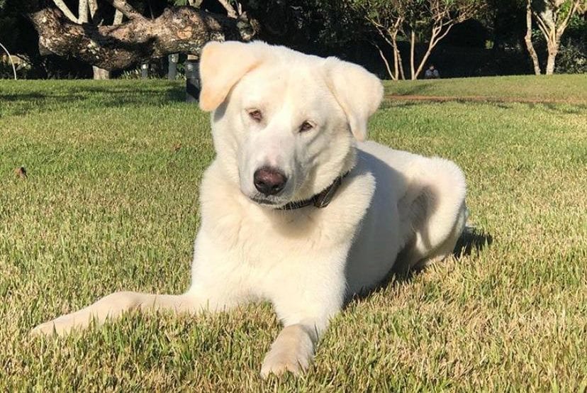 Cachorro adotado por Michelle Bolsonaro tinha dono e já foi devolvido