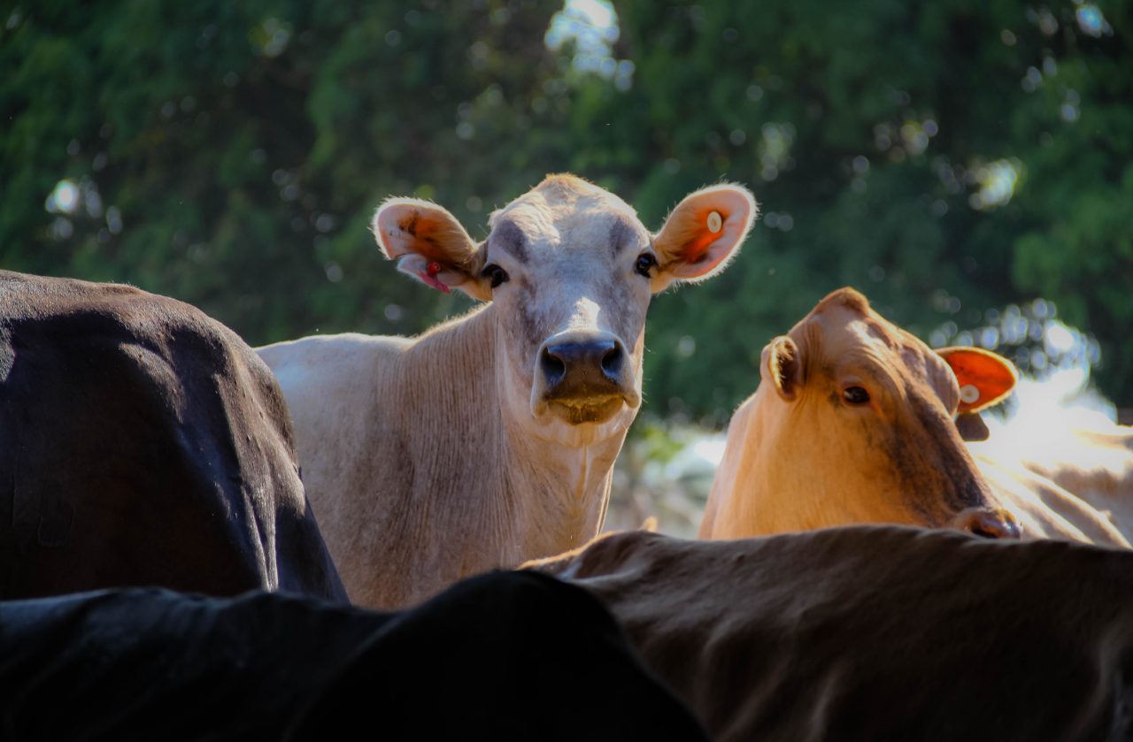 DEFESA ANIMAL: Campanha de declaração de rebanhos em Rondônia inicia quinta-feira